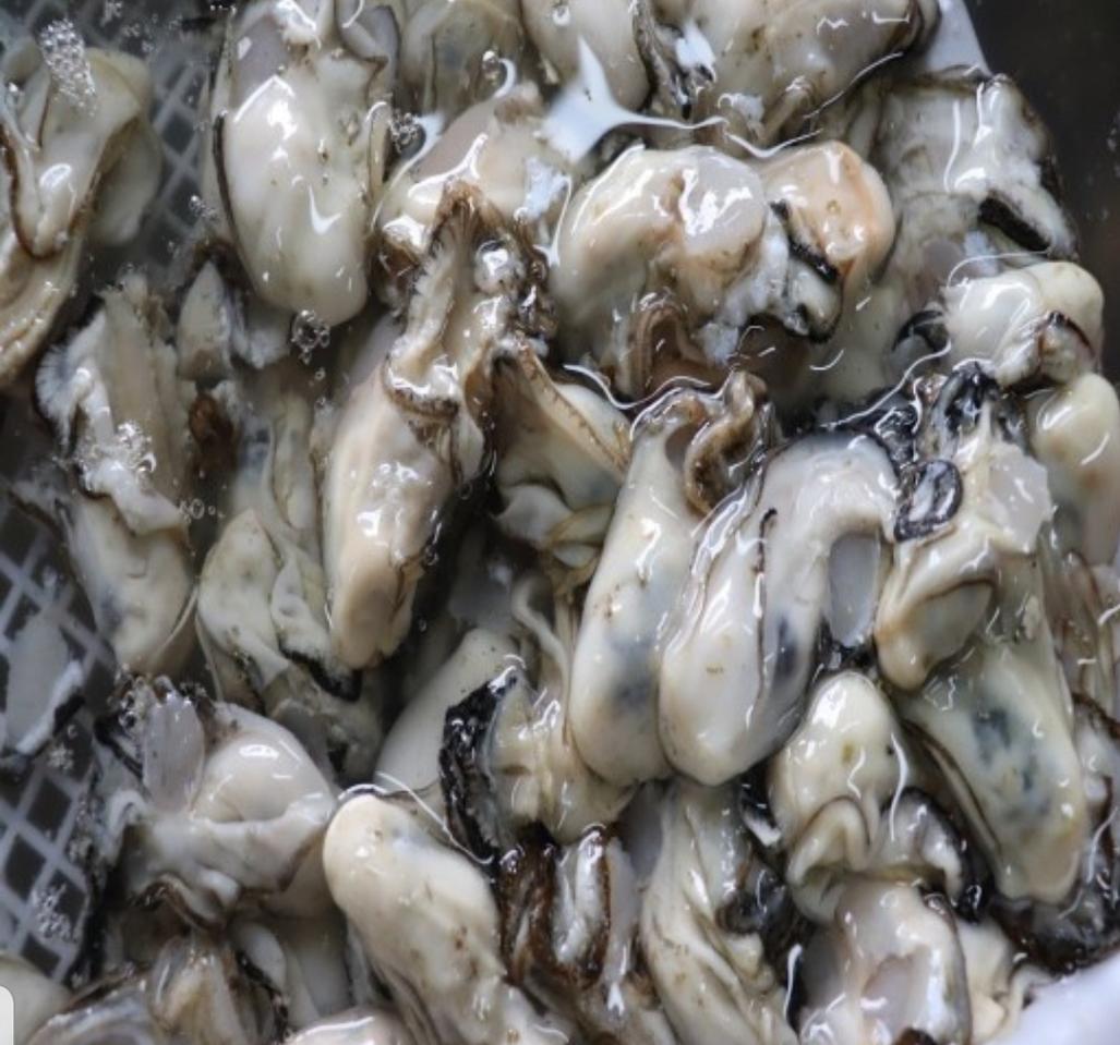 자연산굴 마지막  1키로  남앗습니다~  