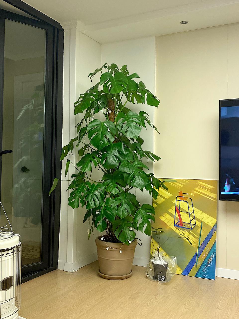 키가 큰 몬스테라 (60만원짜리 ==> 25만원)