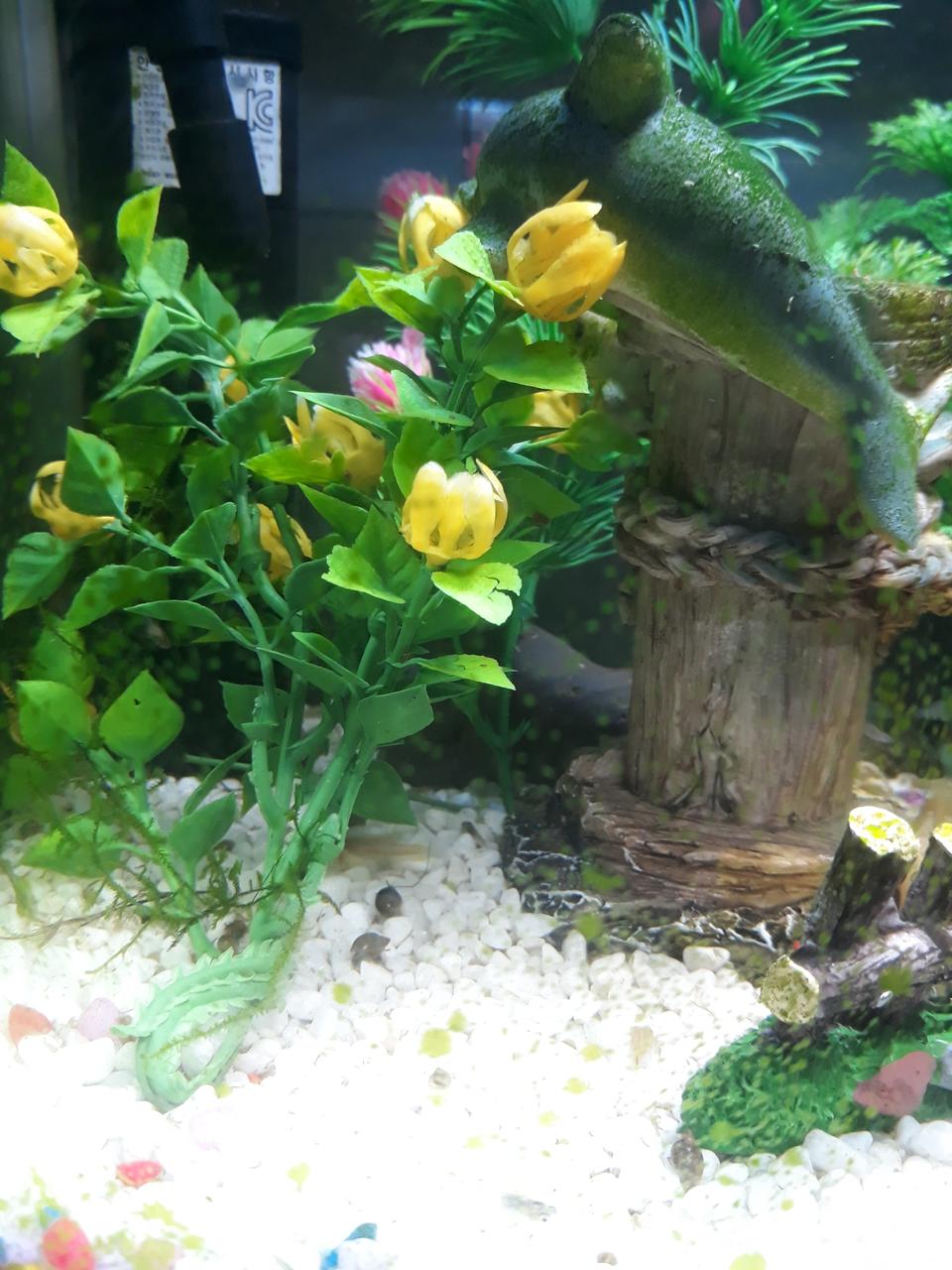 이끼 먹는 물달팽이