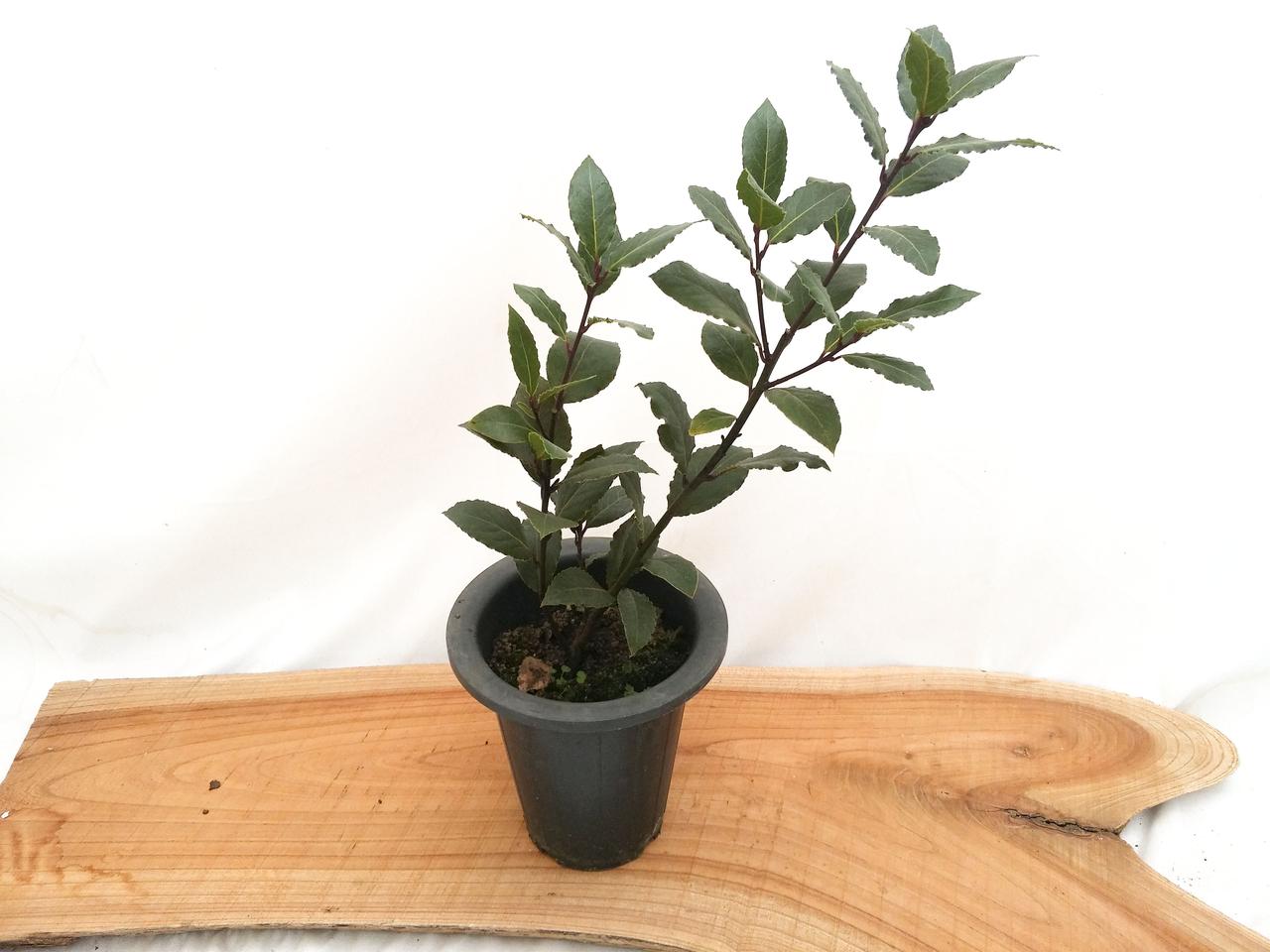 월계수 나무 월계수 묘목 팝니다.