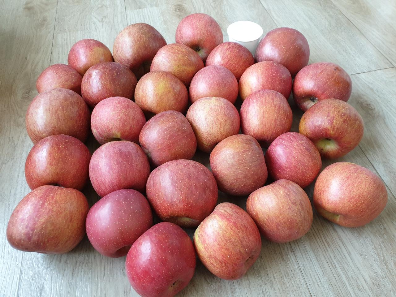 부사 사과 10kg /  사과즙