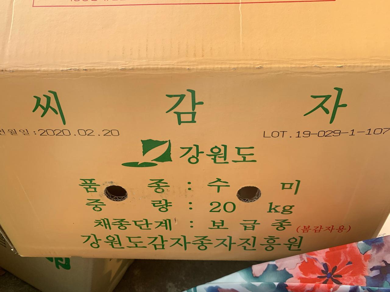 씨감자판매합니다