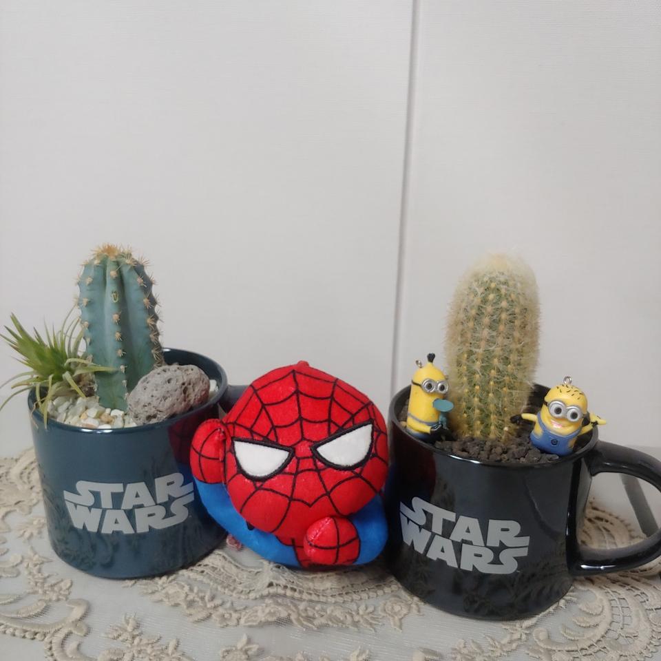 머그컵에 심은 산소뿜뿜 선인장