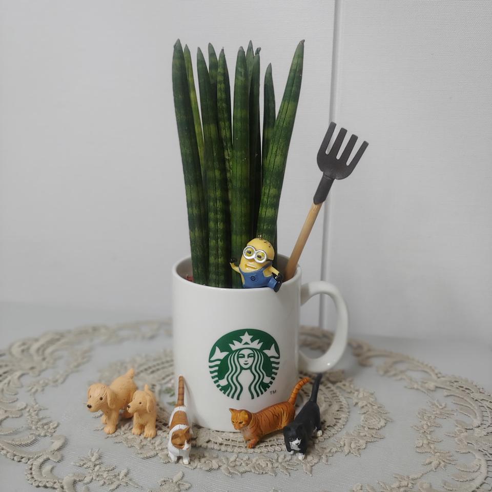 스타벅스머그컵에 심은 스투키