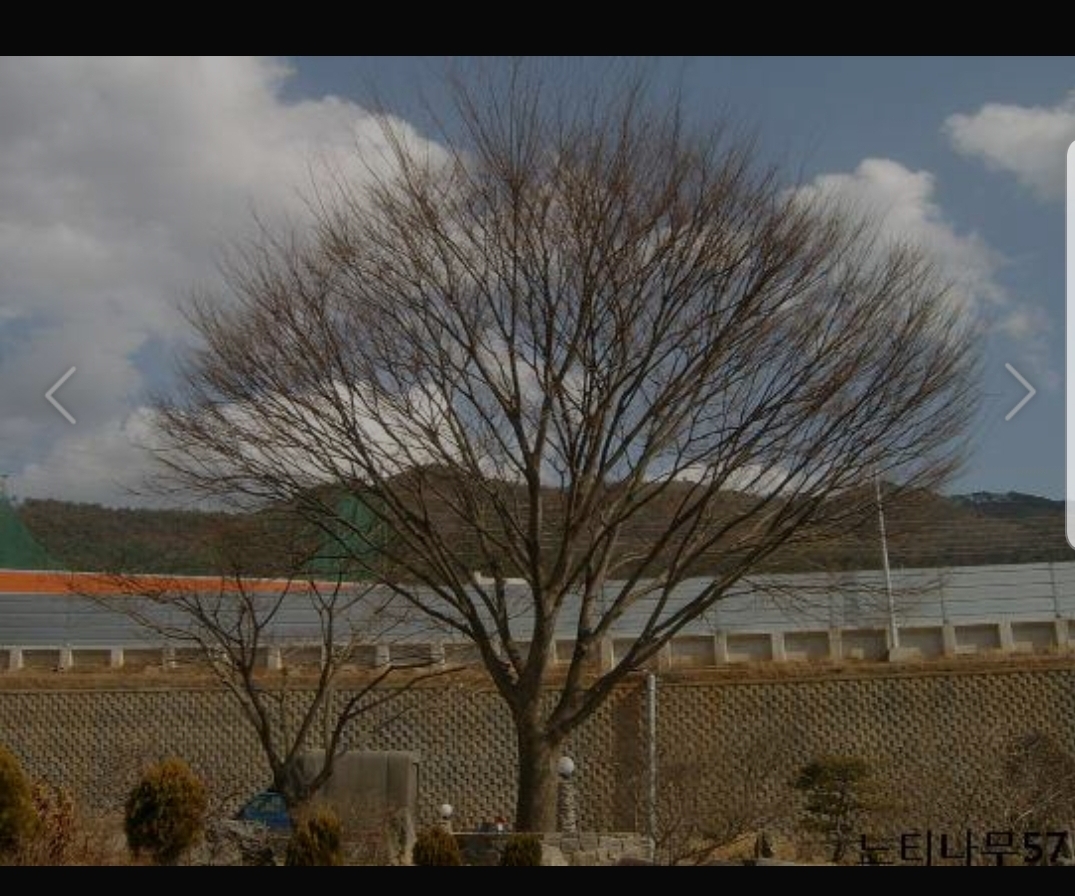 10년쯤된 느티나무 팜