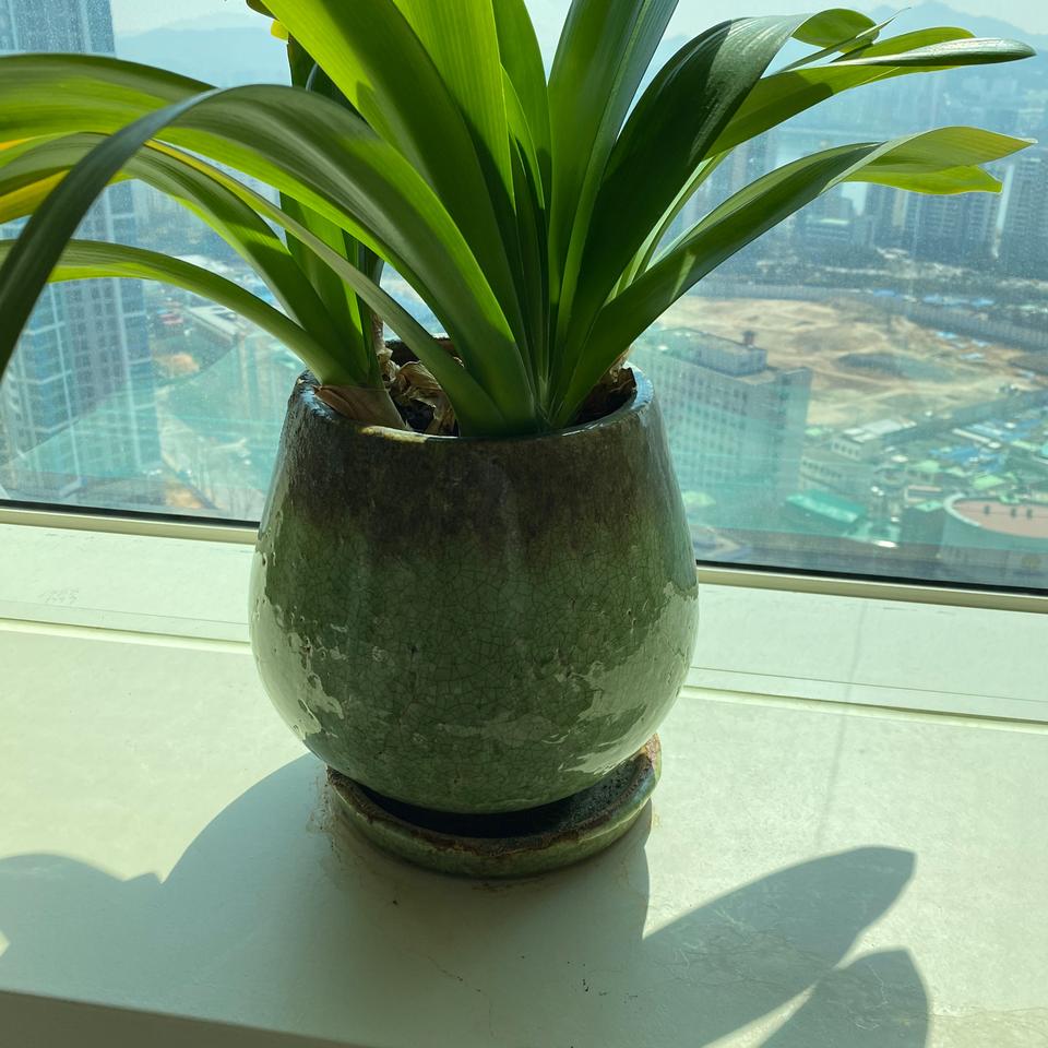 화분 무료나눔 합니다~