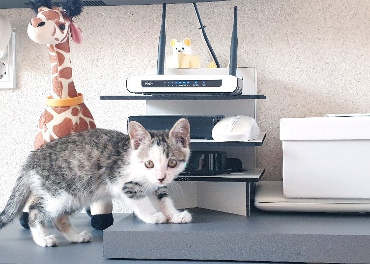 2개원된 쪼꼬미 무료분양 합니다.