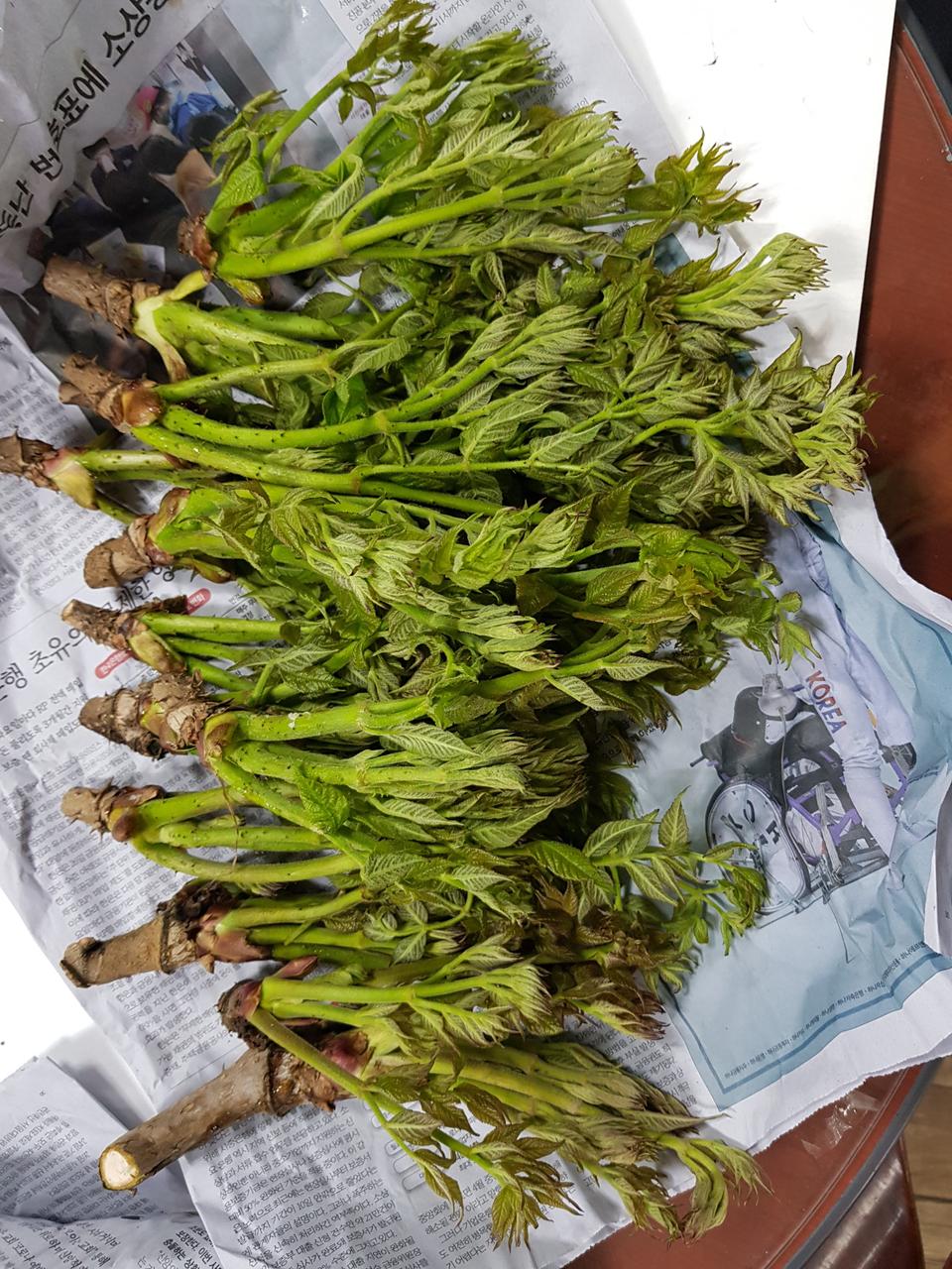 민통선 청정 두릅