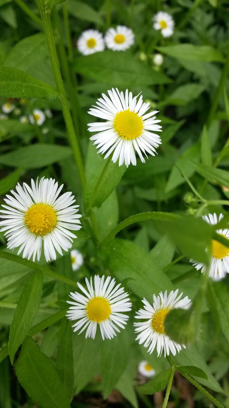 뉴스킨페이스갈바닉