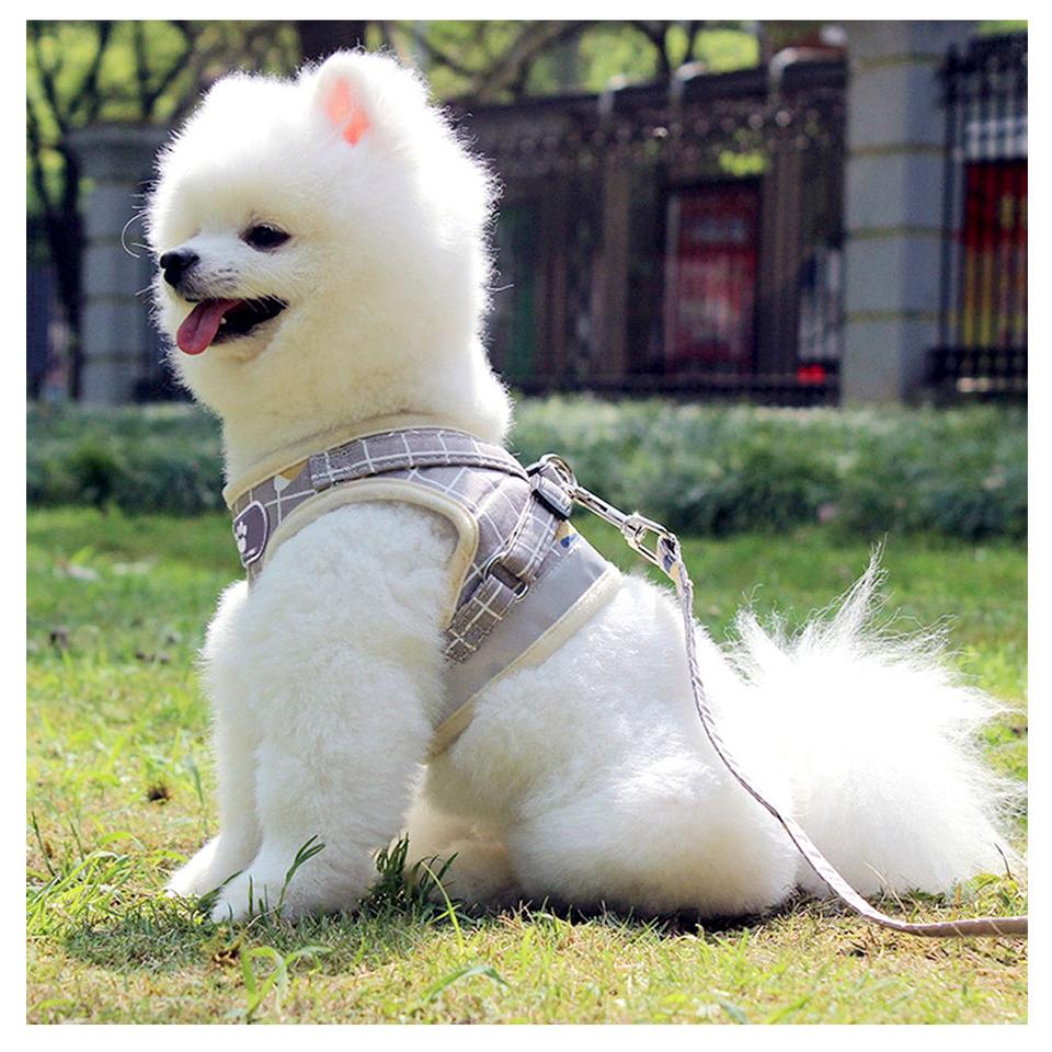 강아지 파스텔 야광 하네스 세트