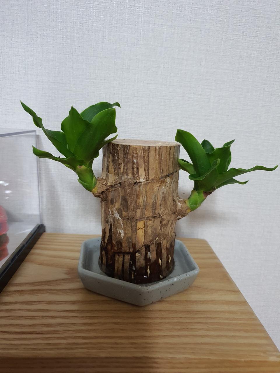 김포,인천,서울)미개봉 버즈플러스핑크판매