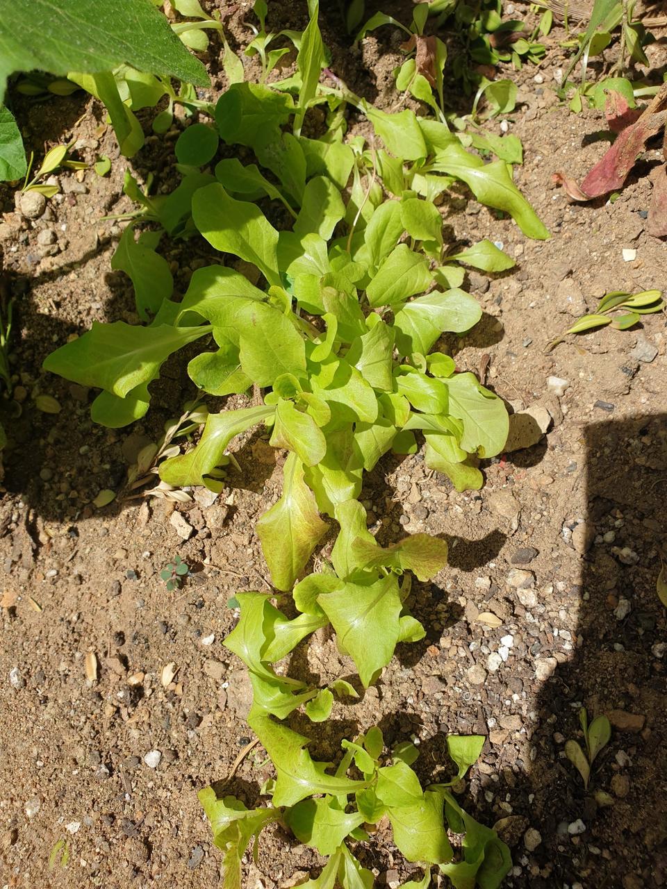 파리바게뜨 마이넘버원3