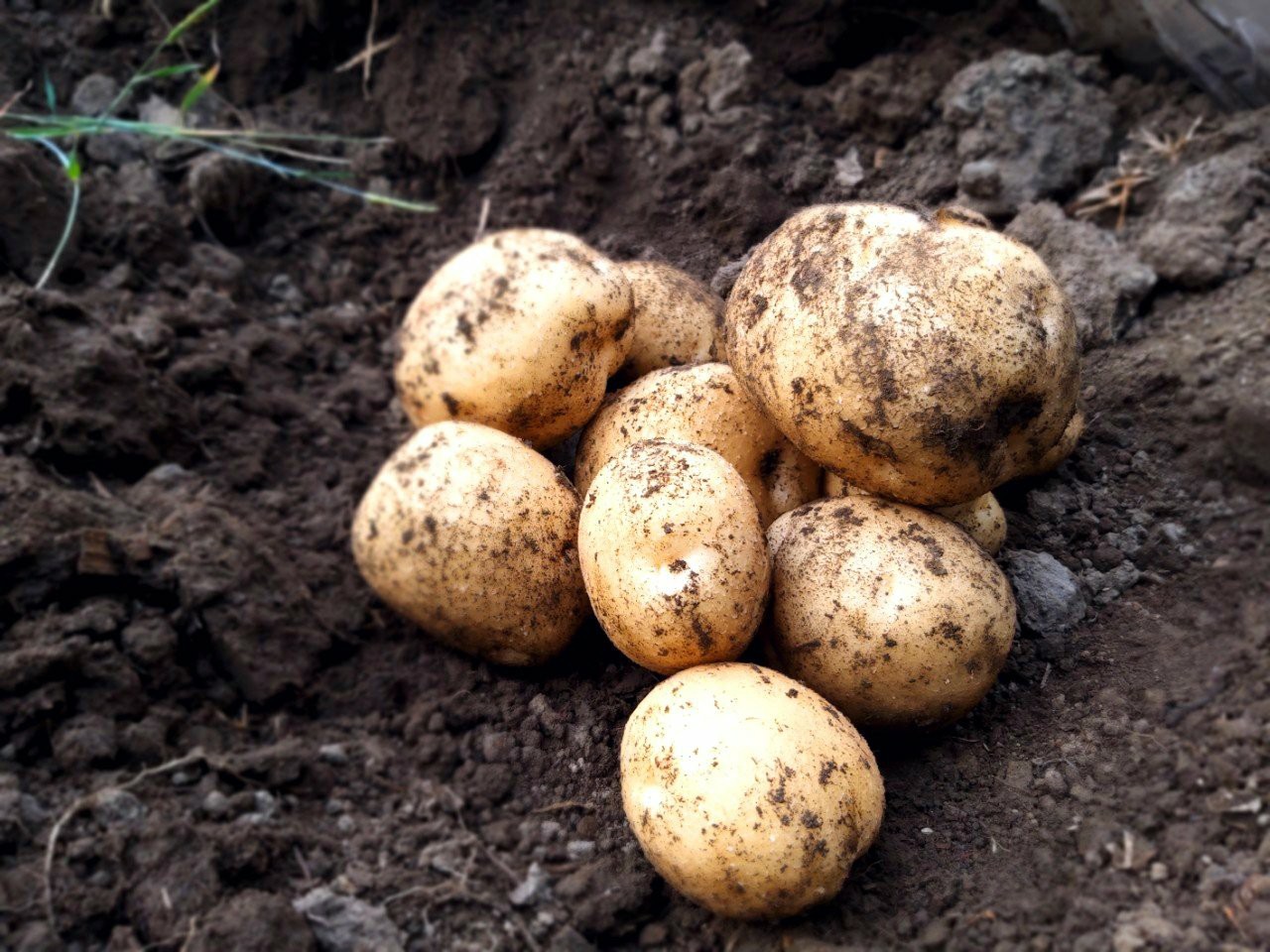 괴산안민동 수미감자