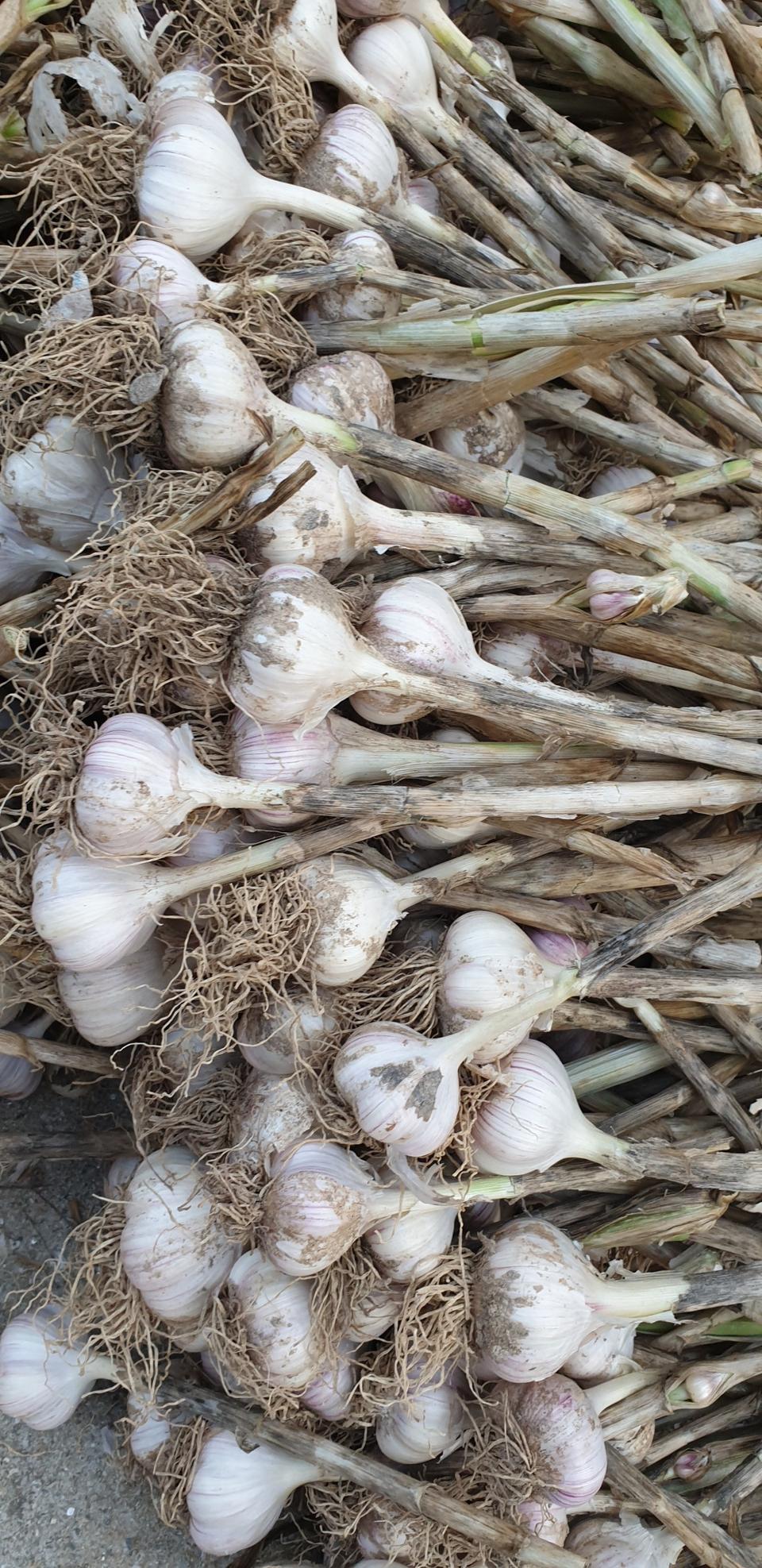 저장마늘  판매