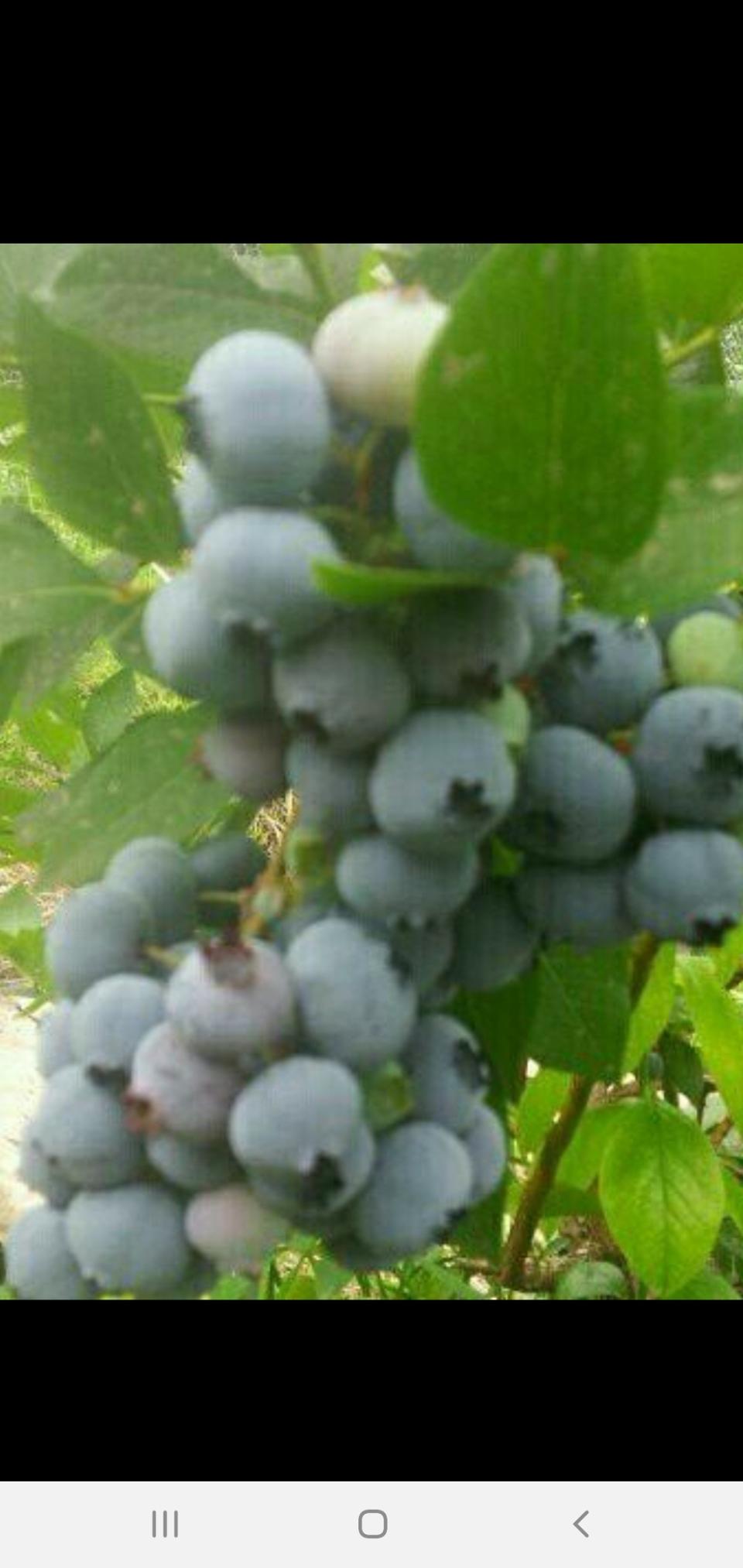 블루베리판매합니다