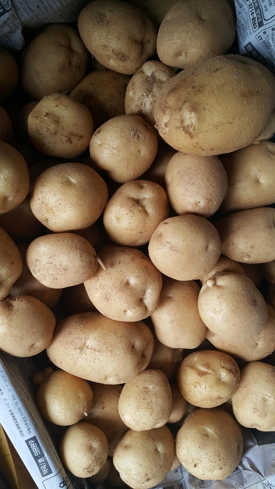 수미 햇감자 10kg15000원