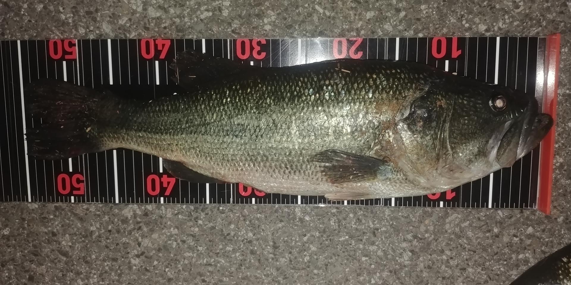 배스낚시 자  010-5121-5104