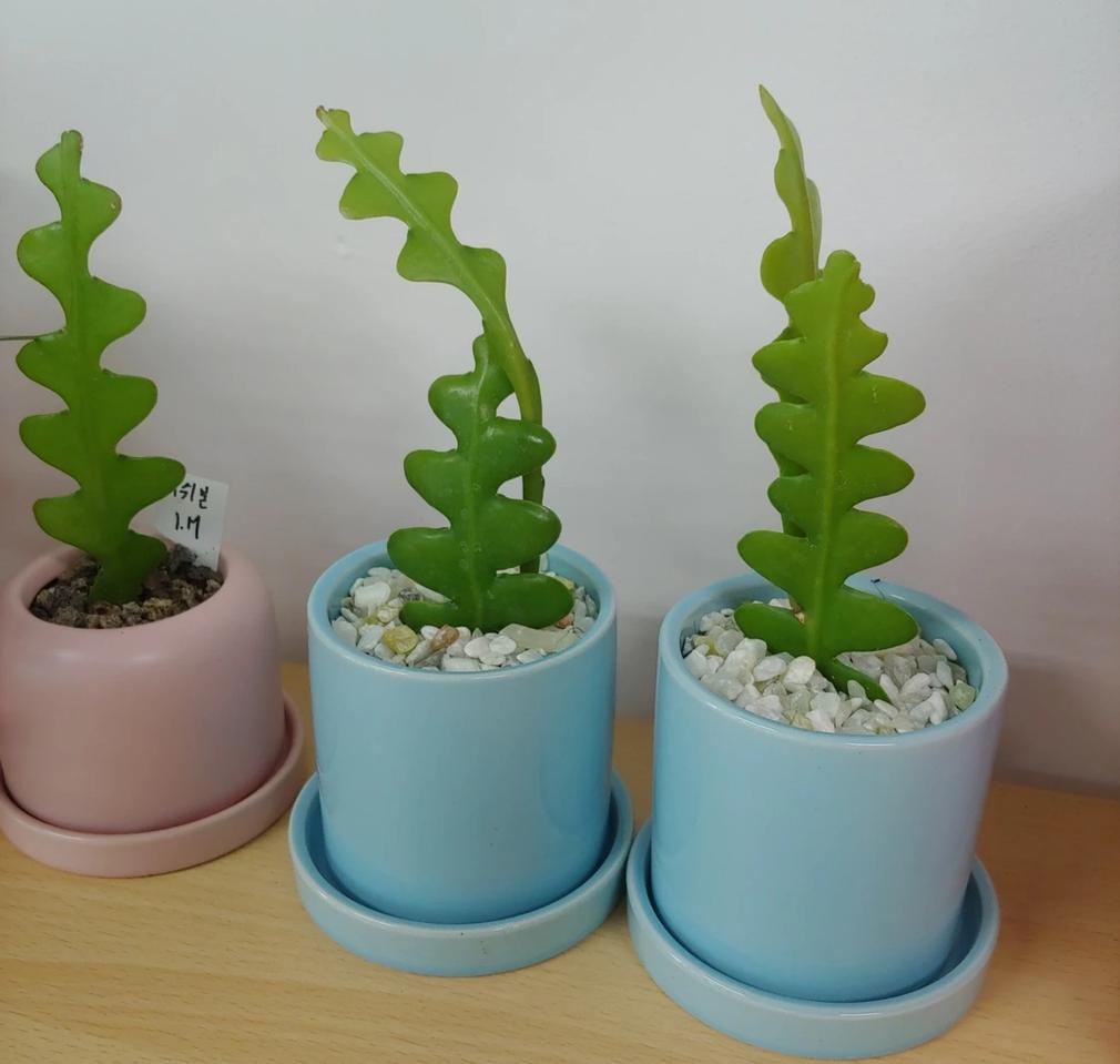 생선뼈 선인장 화분 (2개가격)