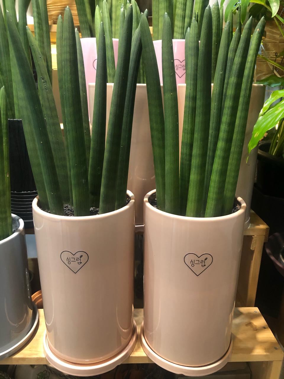 초미세먼지제거 새집증후군 베이크아웃 공기정화식물 스투키 금전수 핑크팟