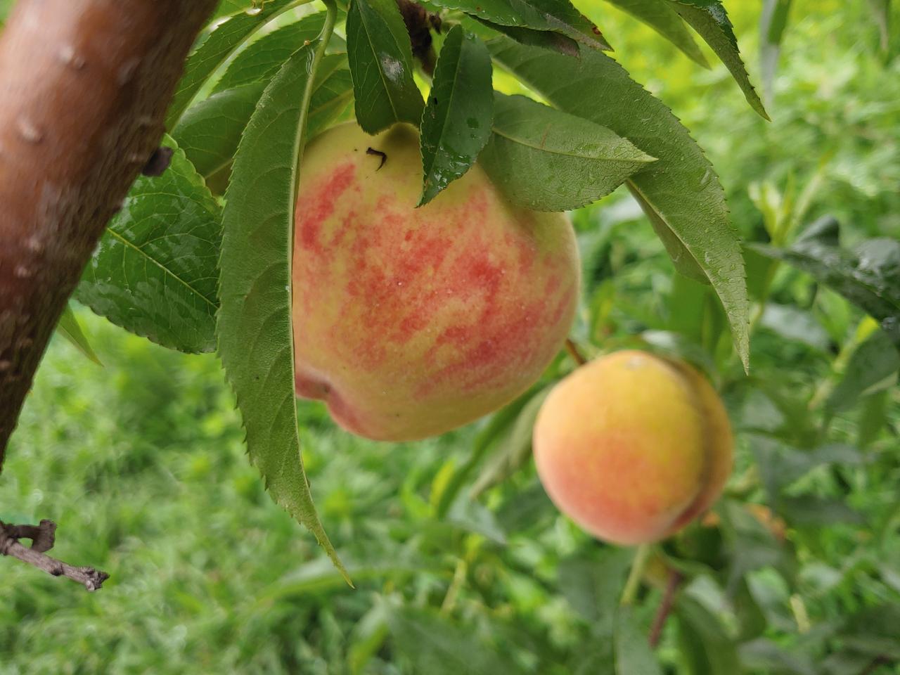 복숭아 10kg 50.000원에 무료 배송합니다.