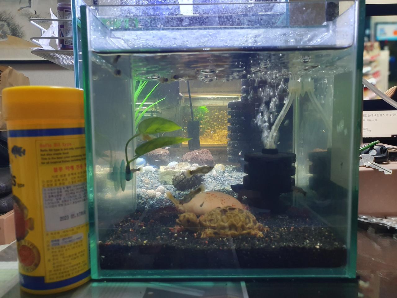 리글라스 20큐브 어항