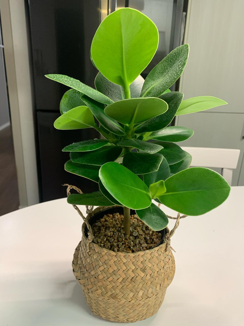 해초바구니 크루시아