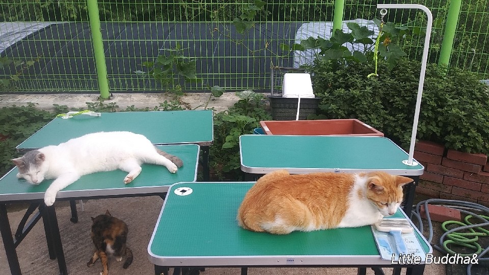 애견미용 다이  소형