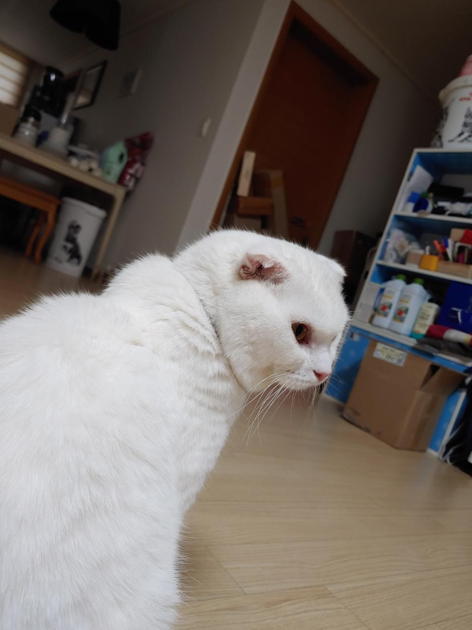 감자  ㅡ   무료나눔