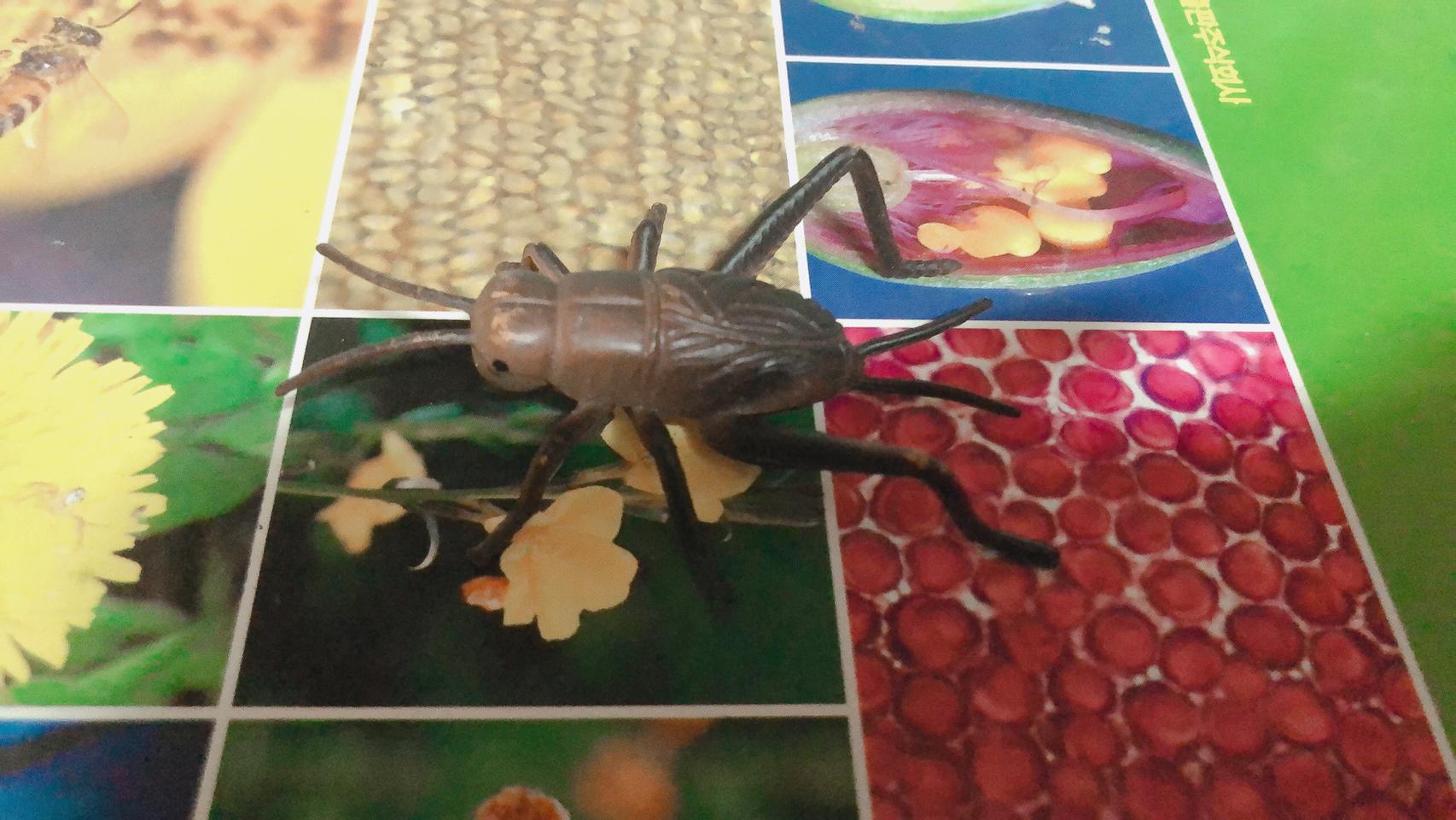 귀여운 귀똘귀똘 귀뚜라미 장난감