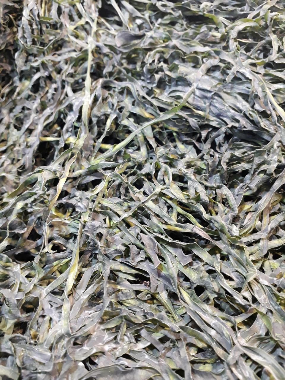 완도 채 다시마 3장