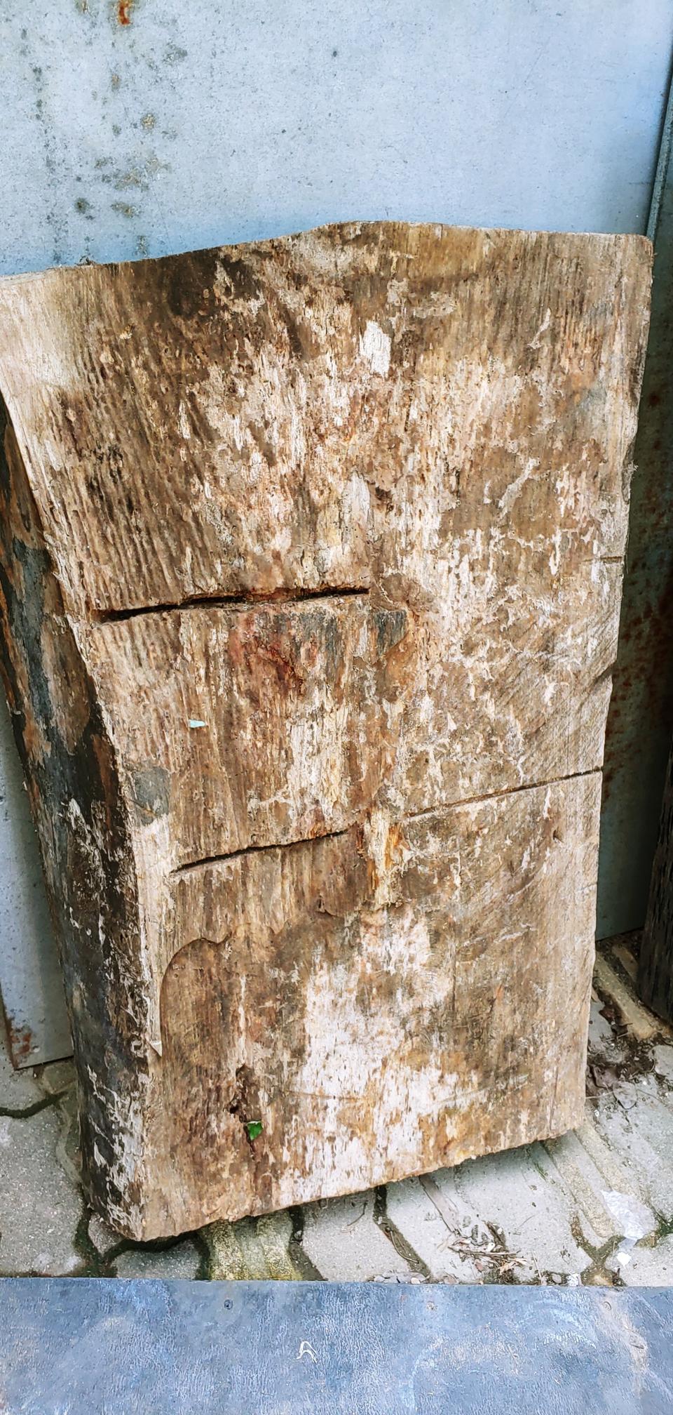 45년 키운 국산 오동나무 원목