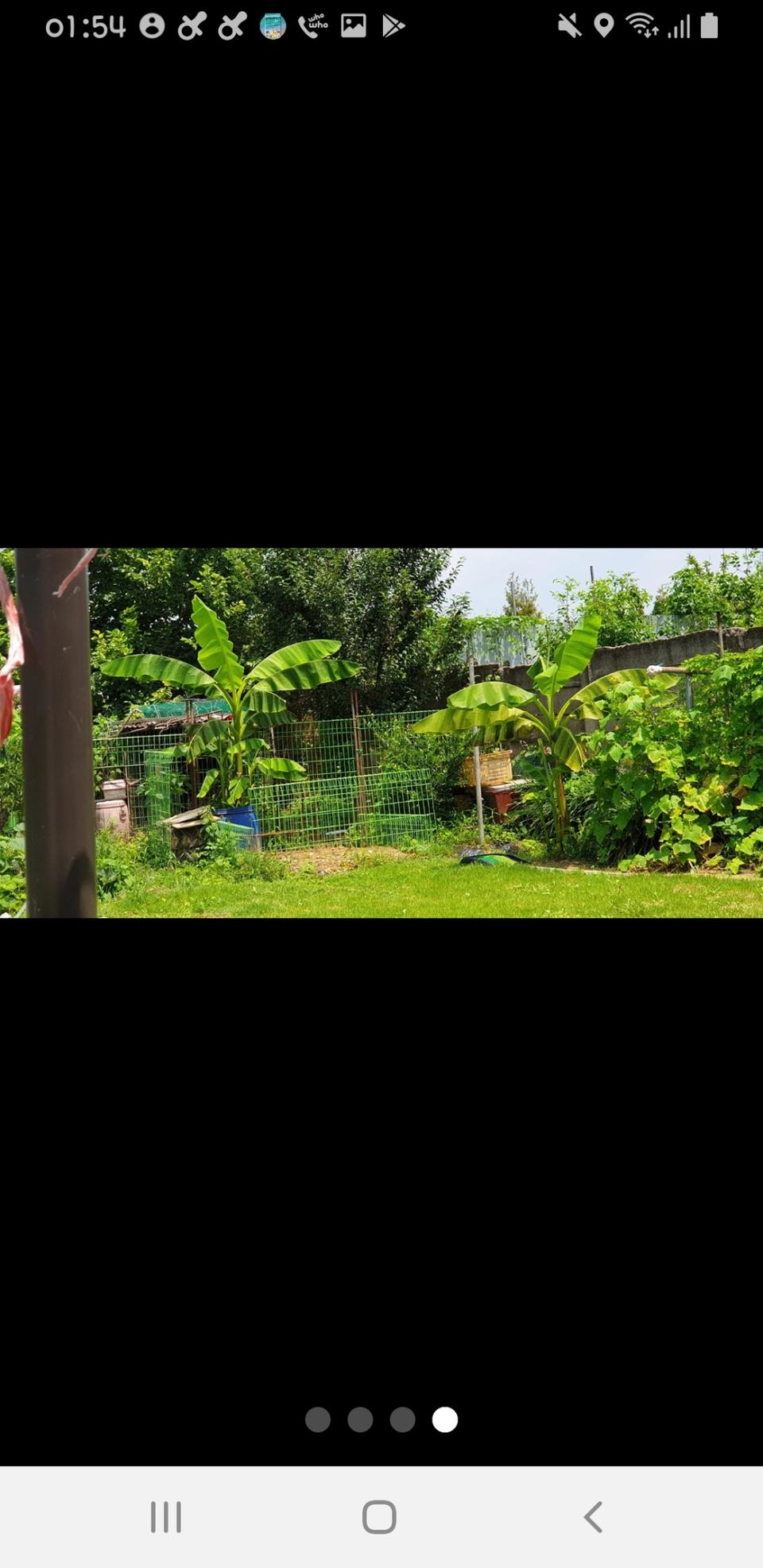 바나나나무팝니다