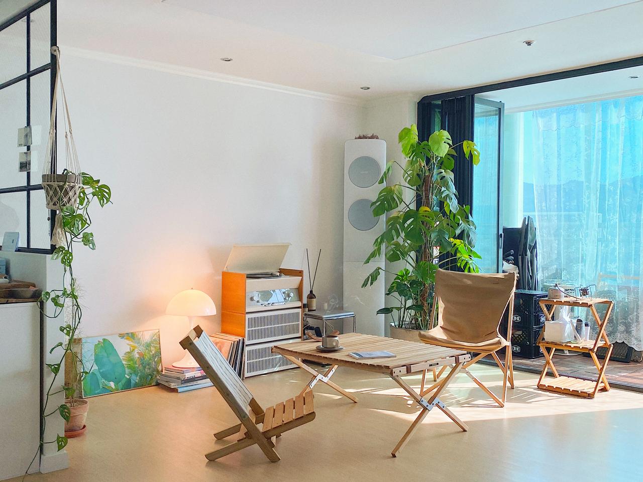 2m이상 대형 몬스테라