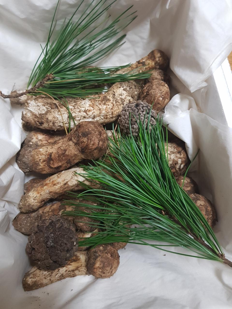 문경 자연산 송이버섯