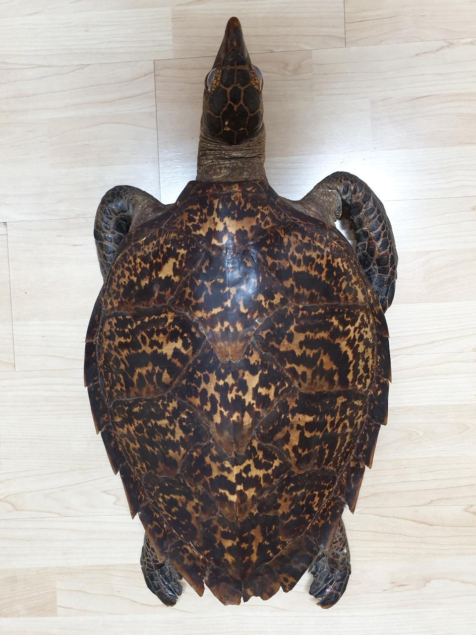 박제 거북이 팔아요