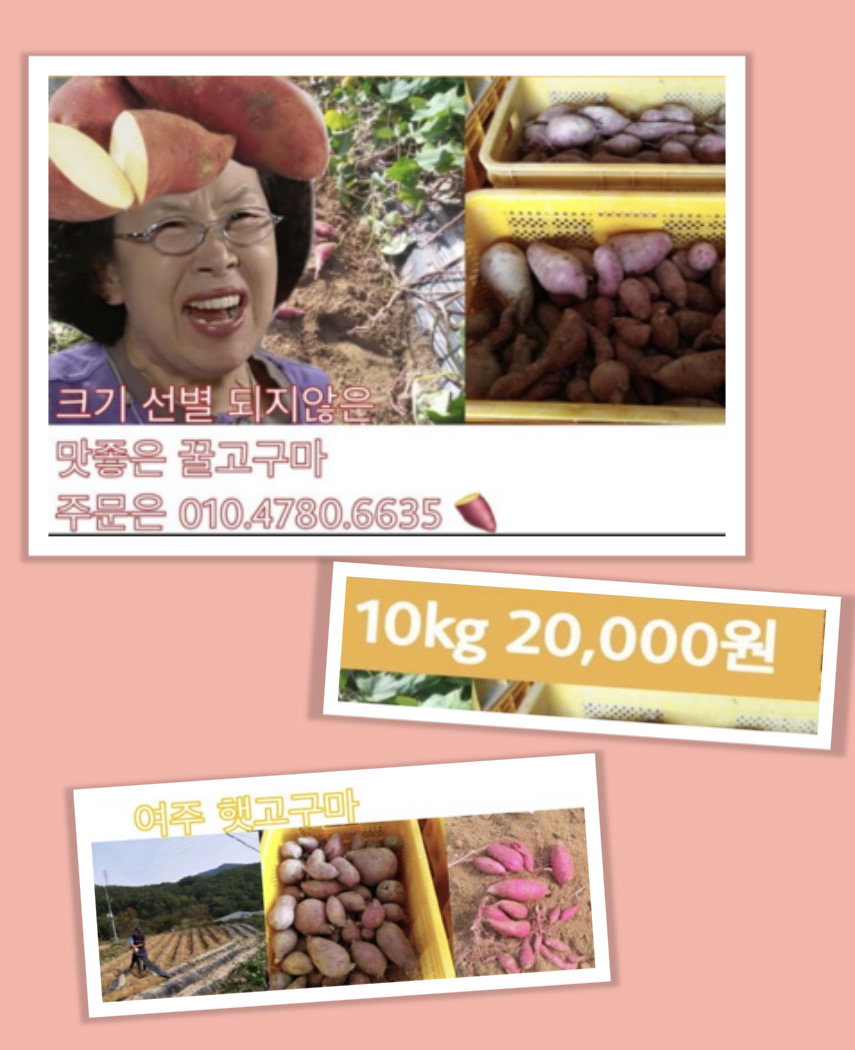 여주 하루까고구마 10kg 택배비포함 25,000원