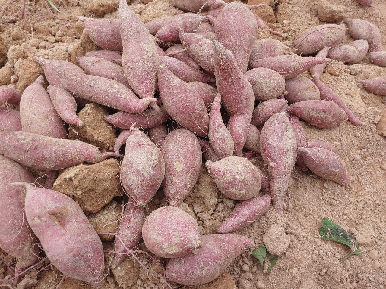 꿀 베니하루카 고구마 판매합니다.