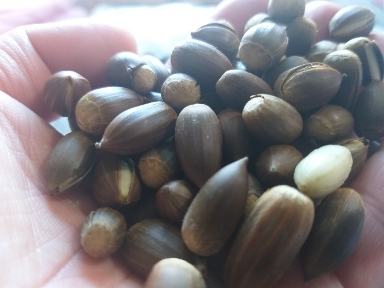 구슬잣밤  쨉밥  잣밥