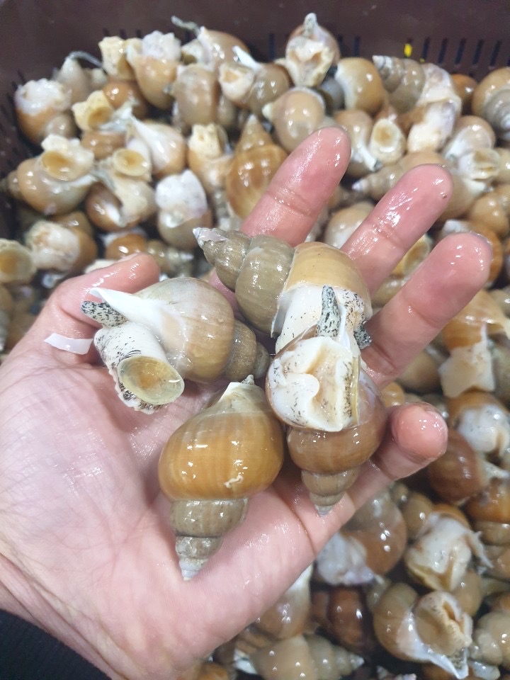 활 백고동 1키로35미내외 23000원 전국 무료배송