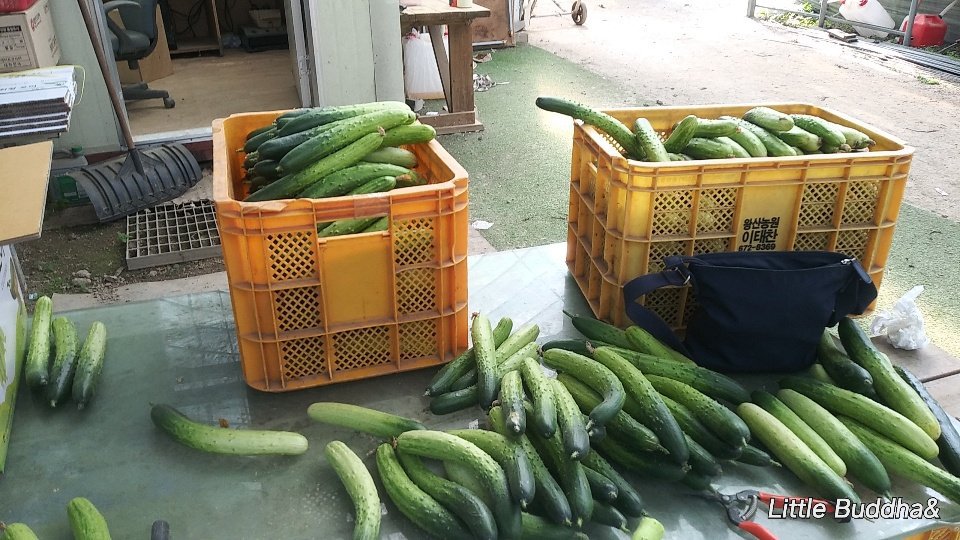 엄청맛난 춘천백다다기 특상품오이