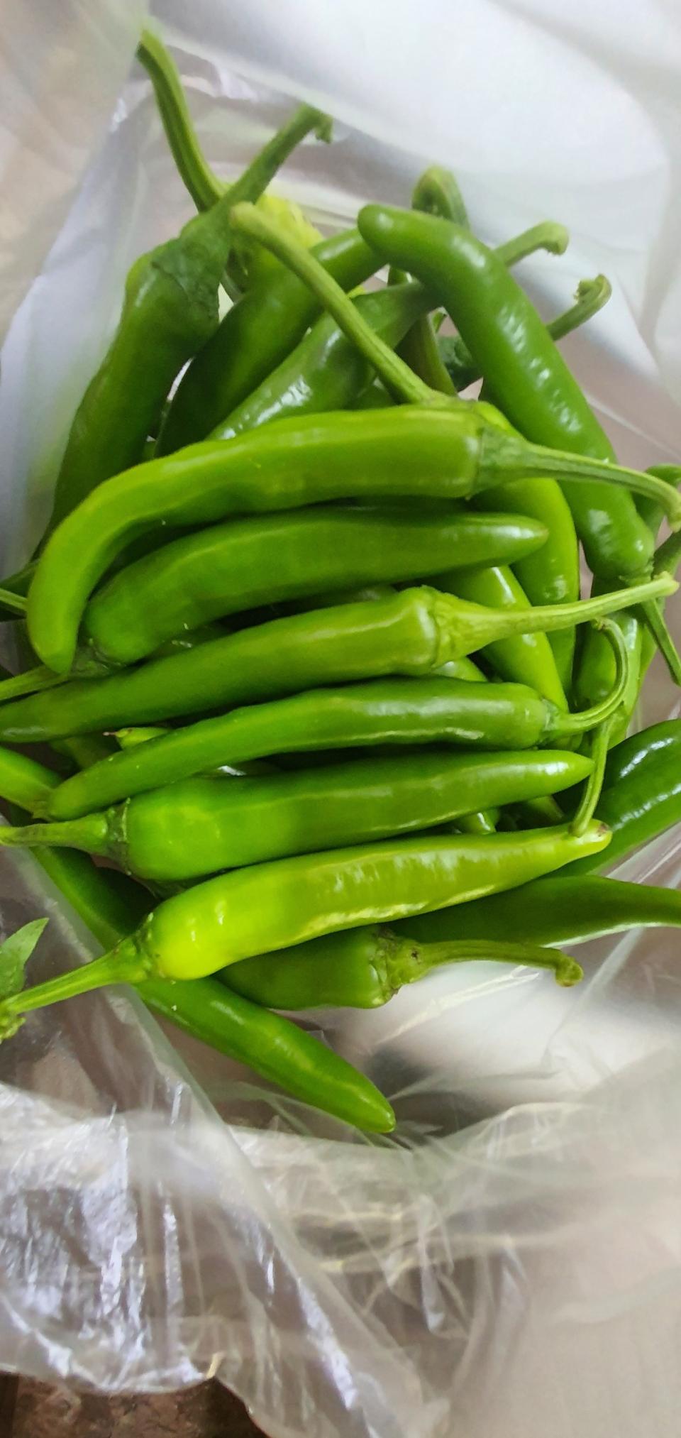 하우스 매운 풋고추