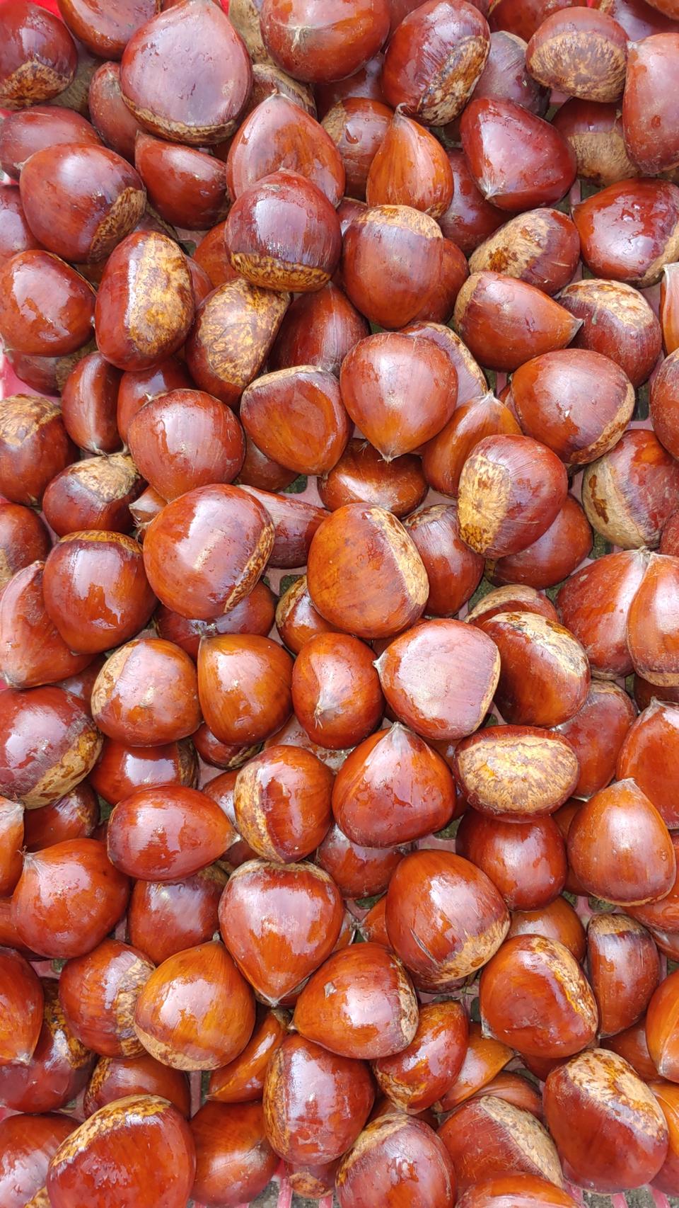 부여 굿뜨레 알밤