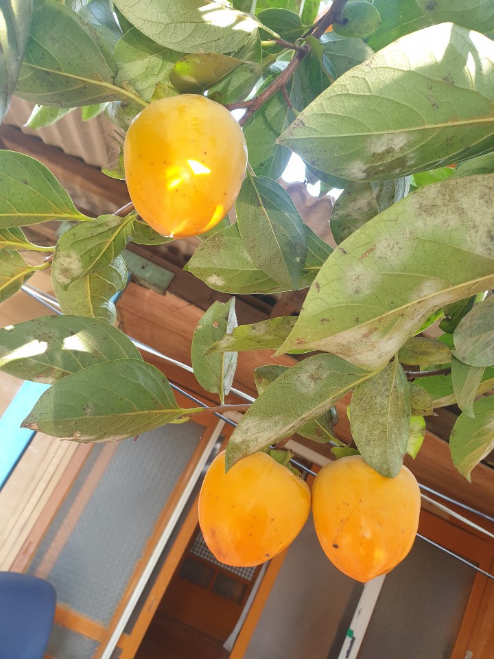 대봉감판매합니다