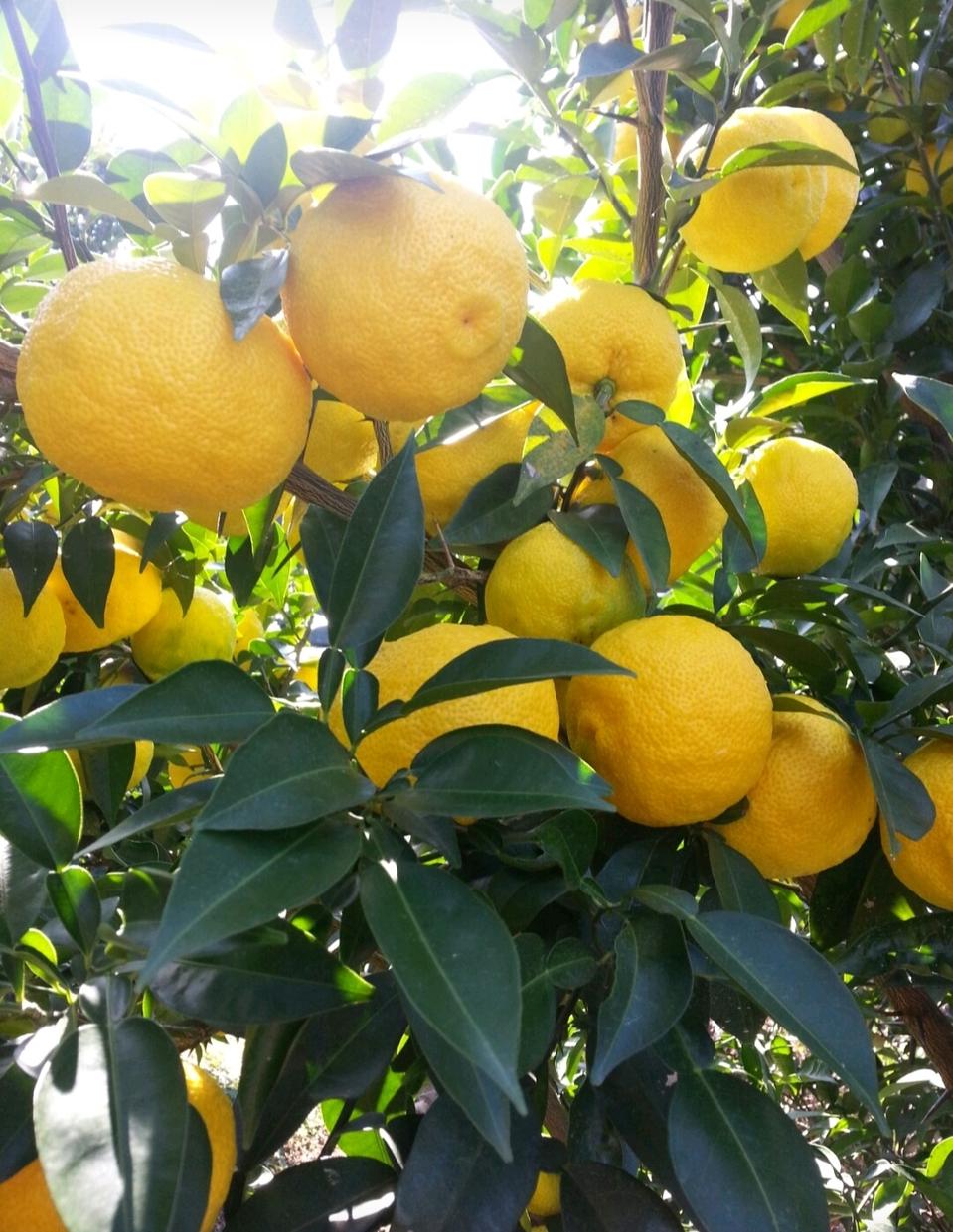 생유자5kg(마지막)