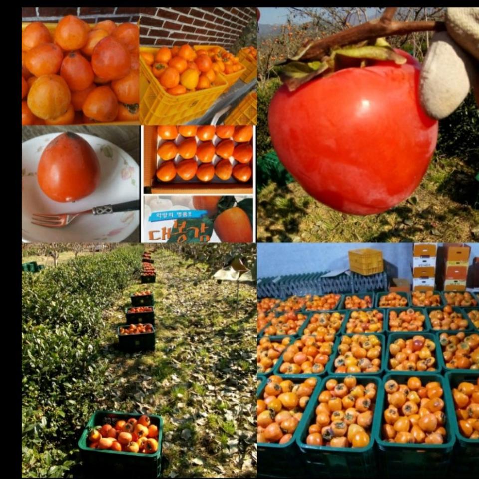 지리산 대봉감말랭이 판매시작합니다^^