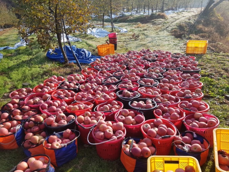 부사 팔아요~~^^