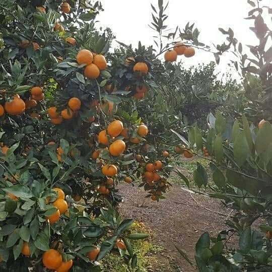 서귀포시 건강귤 판매