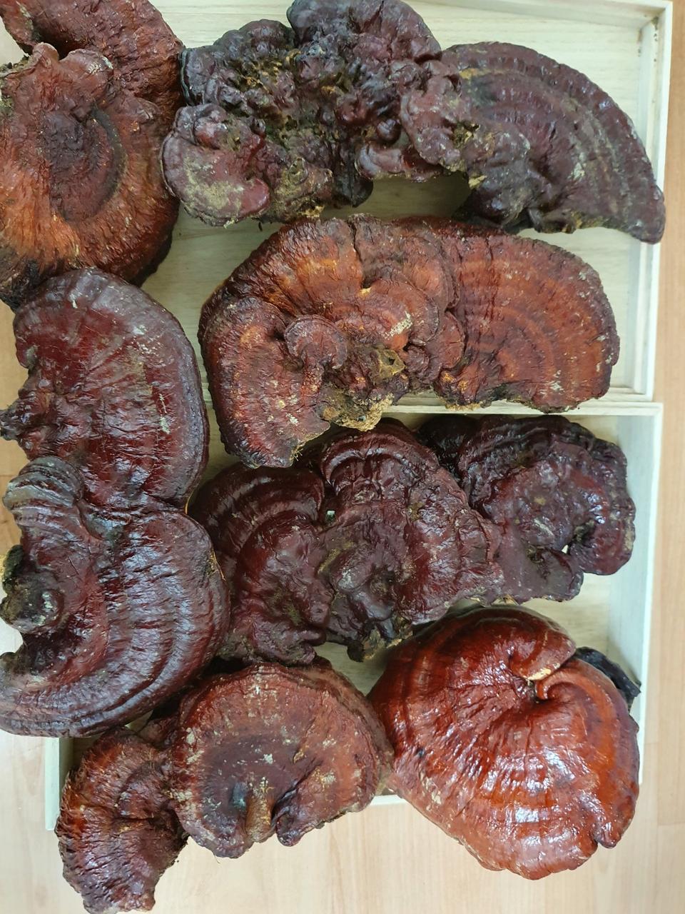 자연산 영지버섯