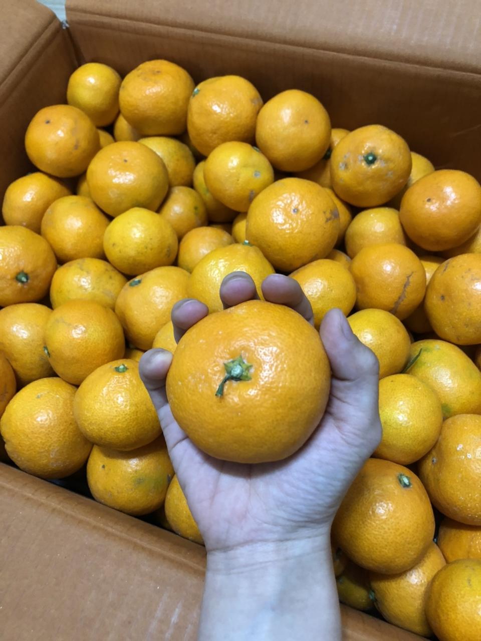 [꿀맛보장] 제주노지감귤 10kg 산지무료직배송