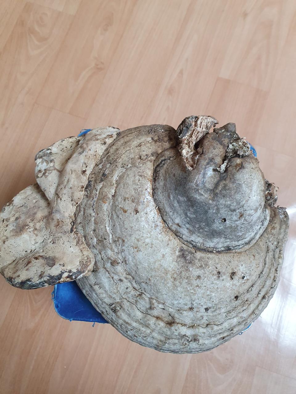 자연산 말굽버섯